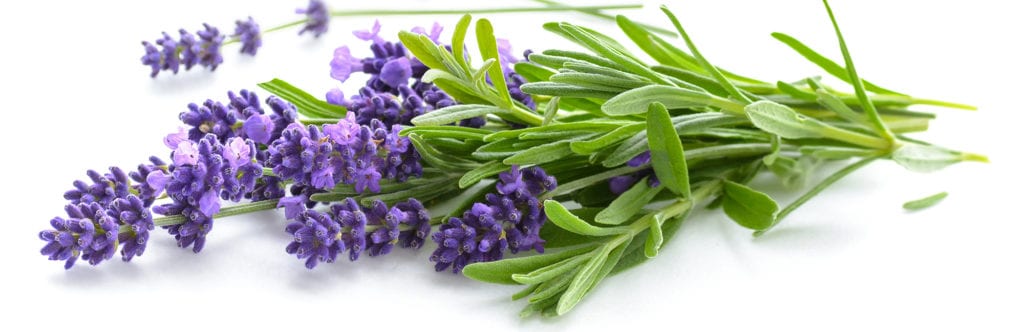 Picture of cut lavender